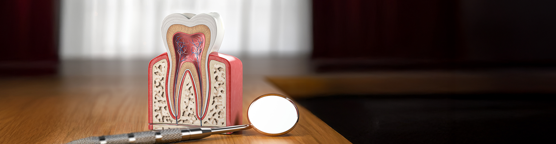Model of tooth cut in half to show anatomy.